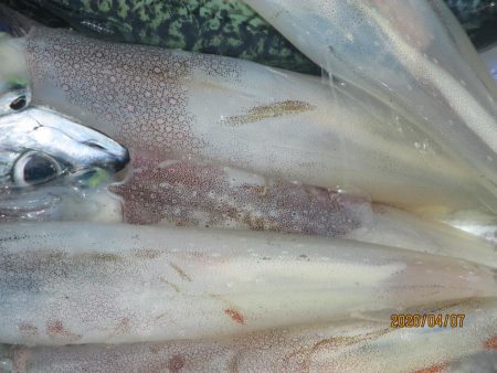 黒ムツ、ヤリイカ　釣れました(^_-)-☆